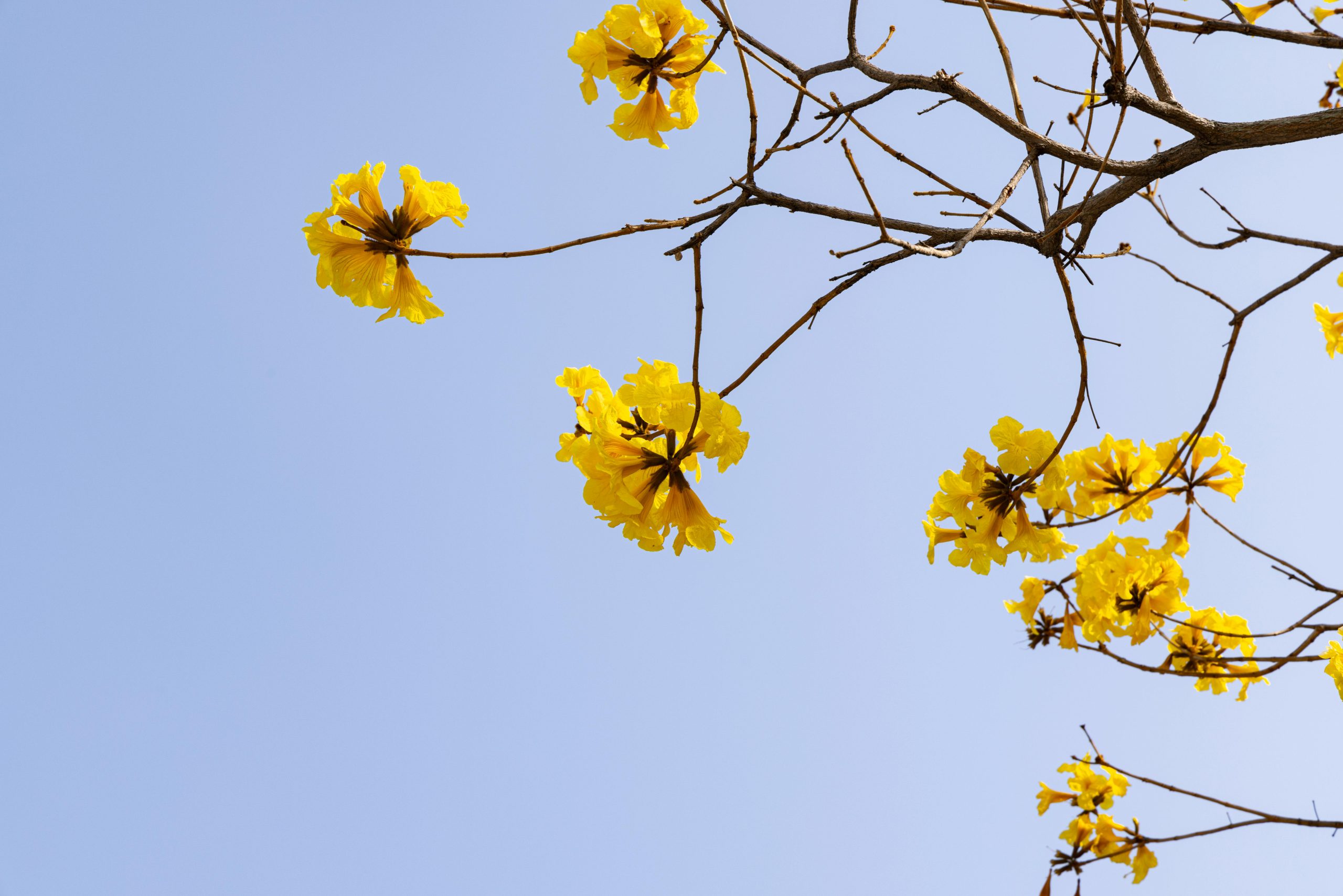 5 Jenis Pohon Tabebuya Paling Populer, Mana yang Paling Cantik?