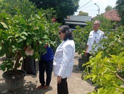 Pj Wali Kota Kediri Tinjau Kebun DKPP, Dukung Program dalam Mencapai Ketahanan Pangan