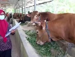 Ketersediaan Daging dan Pangan di Akhir Tahun Kabupaten Kediri Cukup Memadai