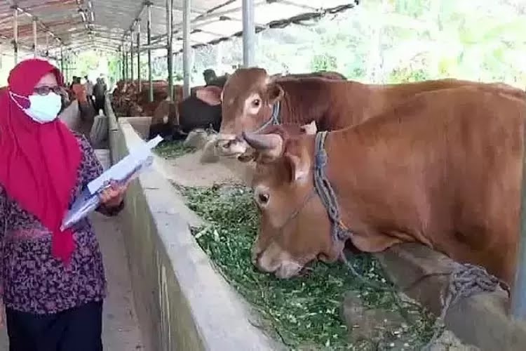 Ketersediaan Daging dan Pangan di Akhir Tahun Kabupaten Kediri Cukup Memadai