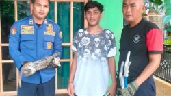 Kucing Hutan Satroni Dapur Warga Trenggalek, Pencarian Makanan Diduga Penyebab Utama