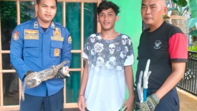 Kucing Hutan Satroni Dapur Warga Trenggalek, Pencarian Makanan Diduga Penyebab Utama