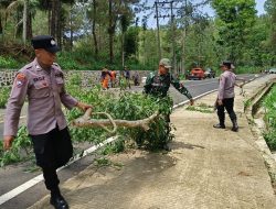 Antisipasi Bencana Hidrometeorologi, Trenggalek Sterilisasi Puluhan Pohon Lapuk di Jalur Nasional Arah Pacitan