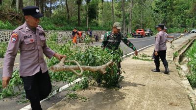 Antisipasi Bencana Hidrometeorologi, Trenggalek Sterilisasi Puluhan Pohon Lapuk di Jalur Nasional Arah Pacitan