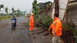 Hujan Deras dan Angin Kencang Melanda Tulungagung, Adanya Pohon Tumbang Picu Lalu Lintas Tersendat