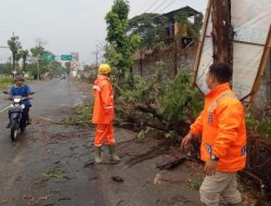 Hujan Deras dan Angin Kencang Melanda Tulungagung, Adanya Pohon Tumbang Picu Lalu Lintas Tersendat