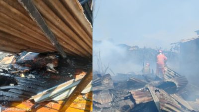 Si Jago Merah Lahap Kandang Ternak Kambing di Kota Batu, Dua Ternak Tewas Terpanggang