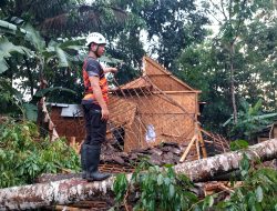 Hujan Disertai Angin Kencang, Pohon Tumbang Menimpa Rumah dan Sekolah di Blitar