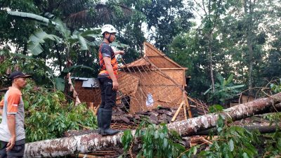 Hujan Disertai Angin Kencang, Pohon Tumbang Menimpa Rumah dan Sekolah di Blitar