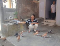 Penggemar Merpati dari Kelurahan Balowerti, dari Sekedar Hobi dan Hiburan Kini Mendatangkan Cuan