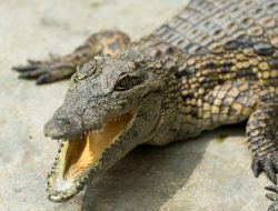 Deretan 10 Fakta Menarik Buaya, Pemilik Gigitan Terkuat di Dunia?