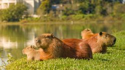 Kenapa Buaya Tidak Mau Memangsa Capybara? Ternyata Ini Alasannya!