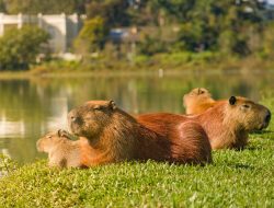 Kenapa Buaya Tidak Mau Memangsa Capybara? Ternyata Ini Alasannya!