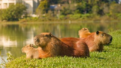 Kenapa Buaya Tidak Mau Memangsa Capybara? Ternyata Ini Alasannya!