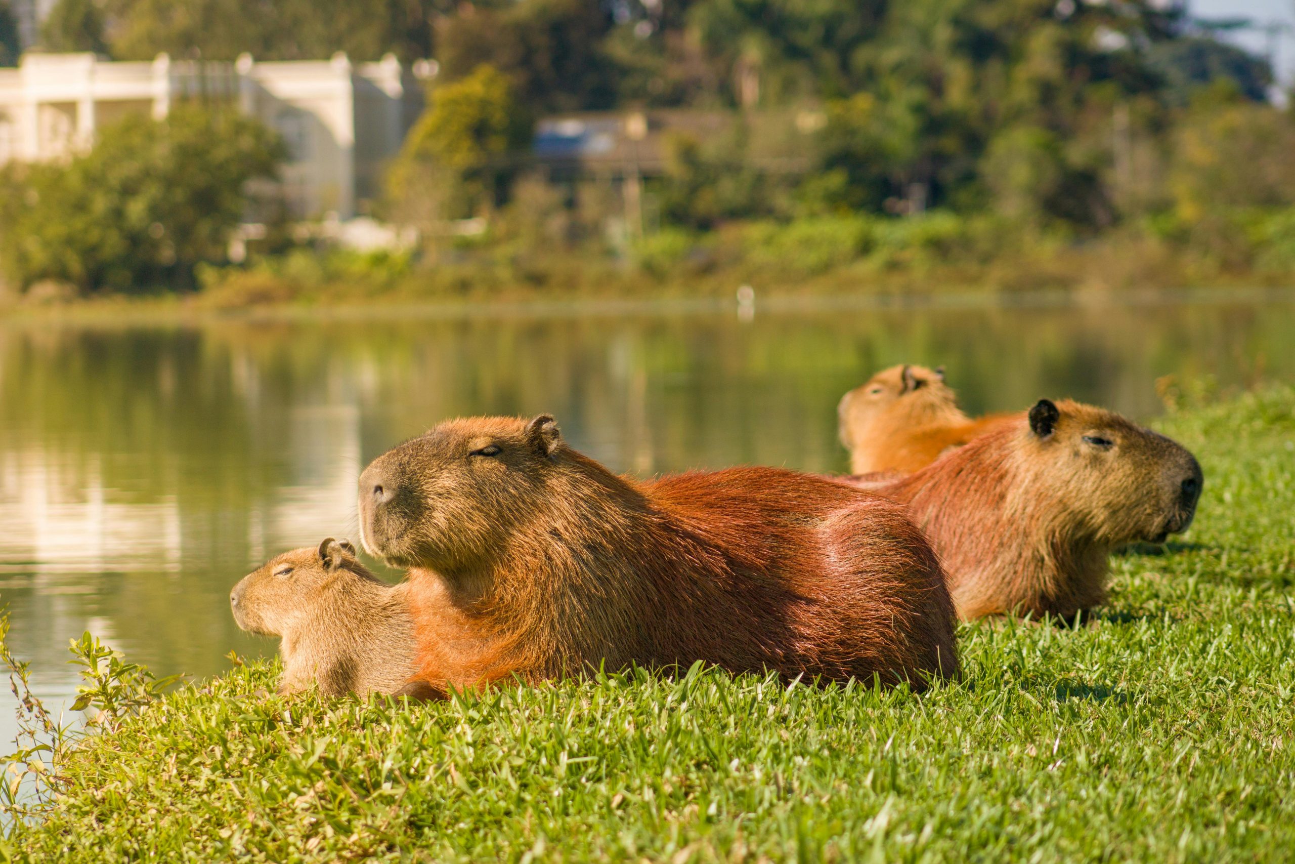 Kenapa Buaya Tidak Mau Memangsa Capybara? Ternyata Ini Alasannya!