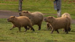 Deretan Fakta Menarik Capybara, Punya Gigi yang Terus Tumbuh Seumur Hidup?