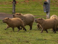 Deretan Fakta Menarik Capybara, Punya Gigi yang Terus Tumbuh Seumur Hidup?