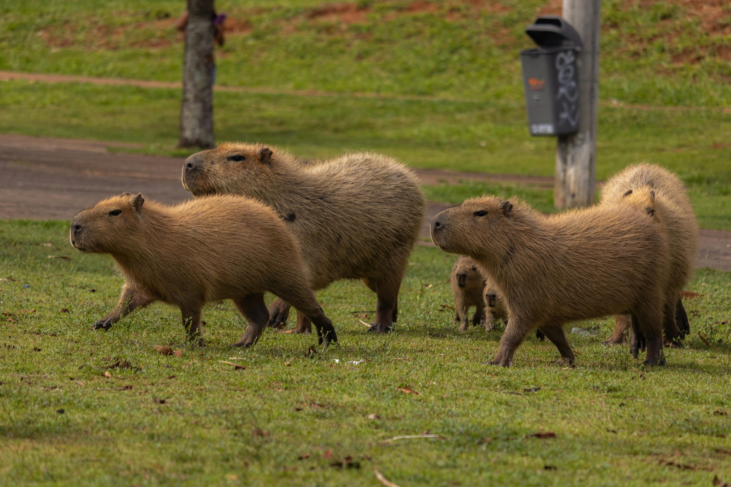 Deretan Fakta Menarik Capybara, Punya Gigi yang Terus Tumbuh Seumur Hidup?