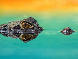 Sejarah Buaya Darat yang Sering Digunakan untuk Istilah Pria yang Tidak Setia