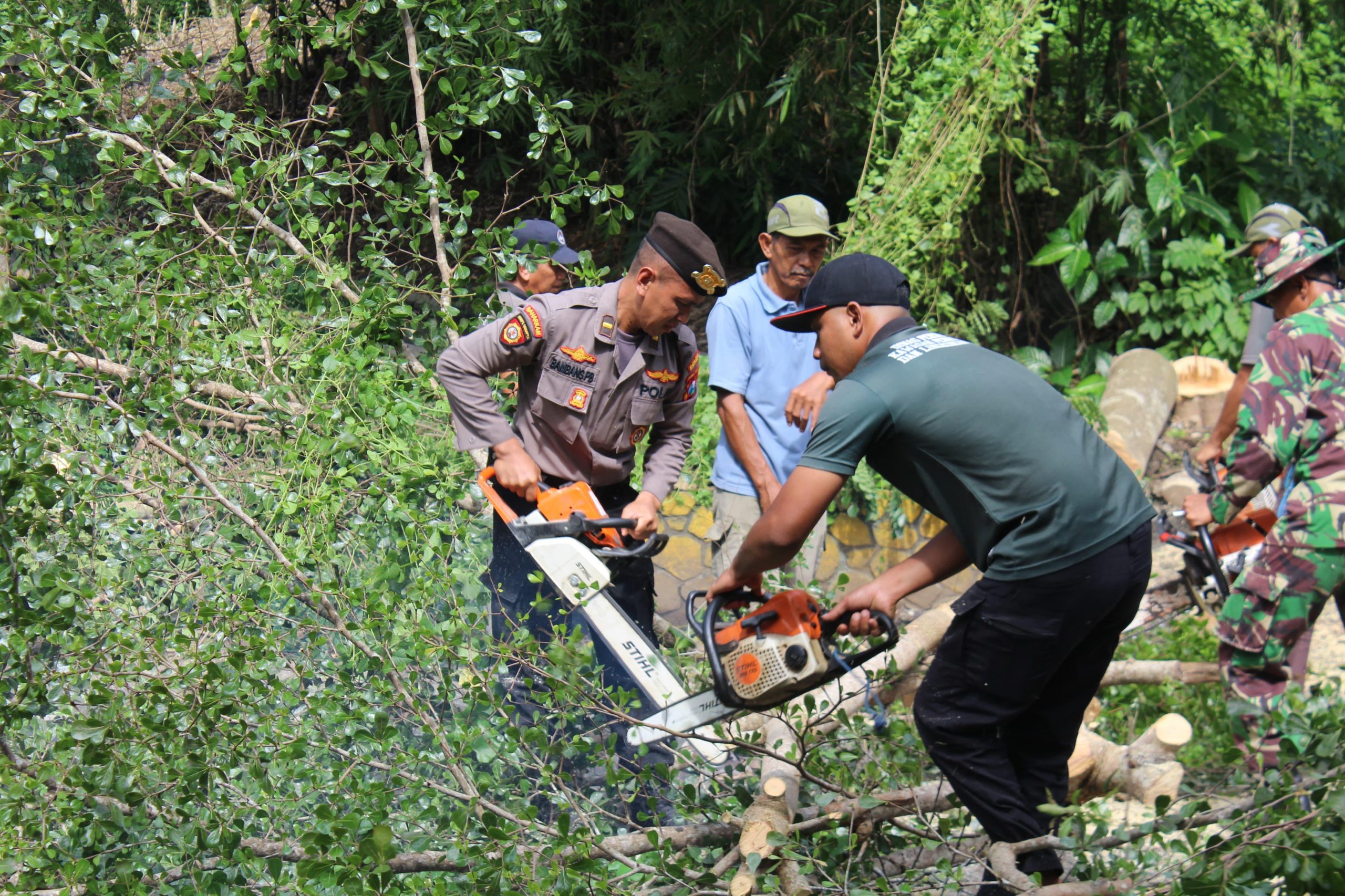 Pohon Rentan Roboh hingga Potensi Timpa Pengguna Jalan di Trenggalek Dipangkas, Sudah ‘Telan’ 4 Korban