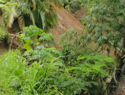 Pemkab Trenggalek Galakkan Penanaman Pohon Berakar Kuat di Pegunungan untuk Antisipasi Tanah Gerak