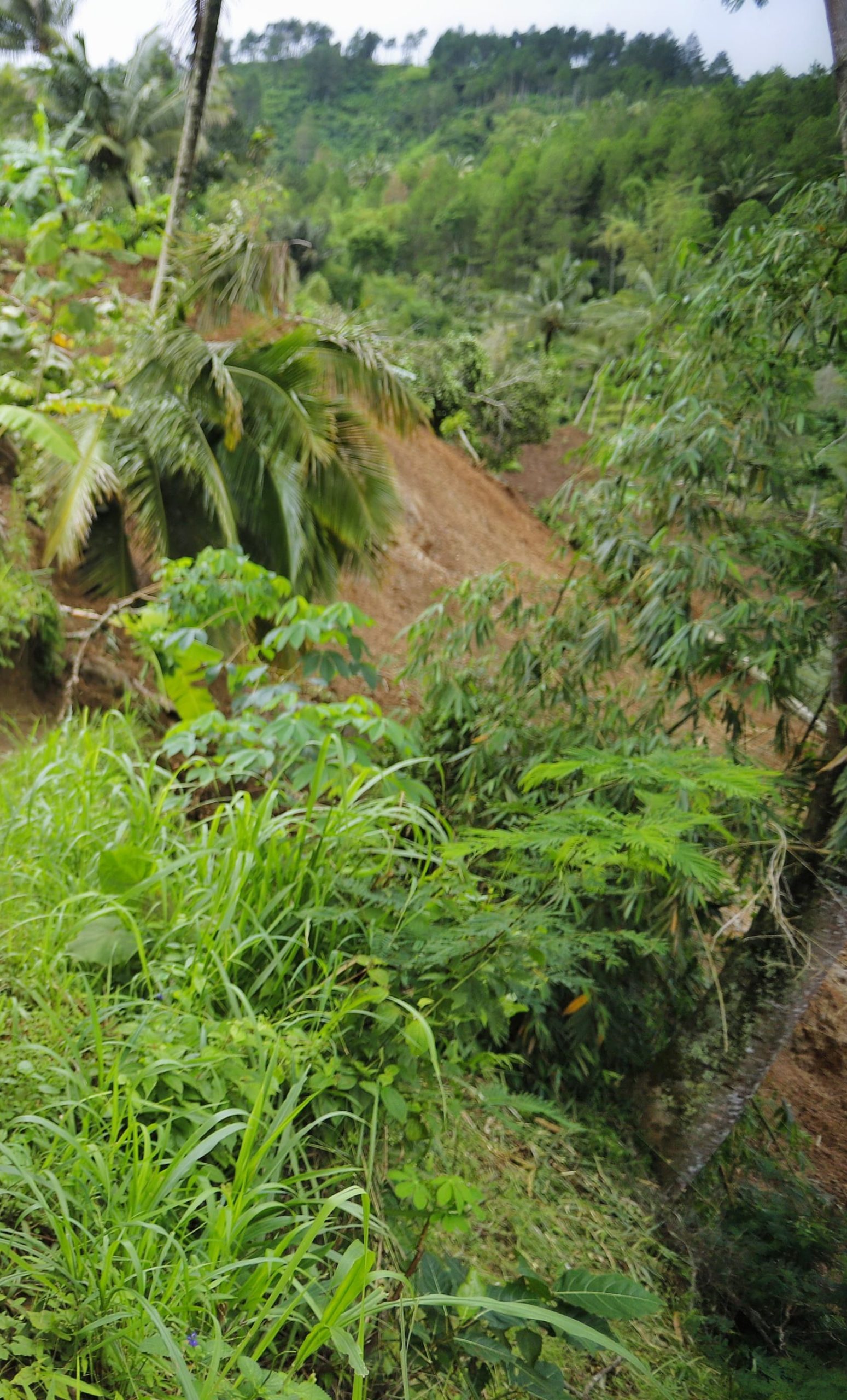 Pemkab Trenggalek Galakkan Penanaman Pohon Berakar Kuat di Pegunungan untuk Antisipasi Tanah Gerak