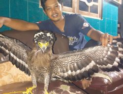 Elang Bido Terluka Usai Pertarungan, Warga Serahkan ke BKSDA