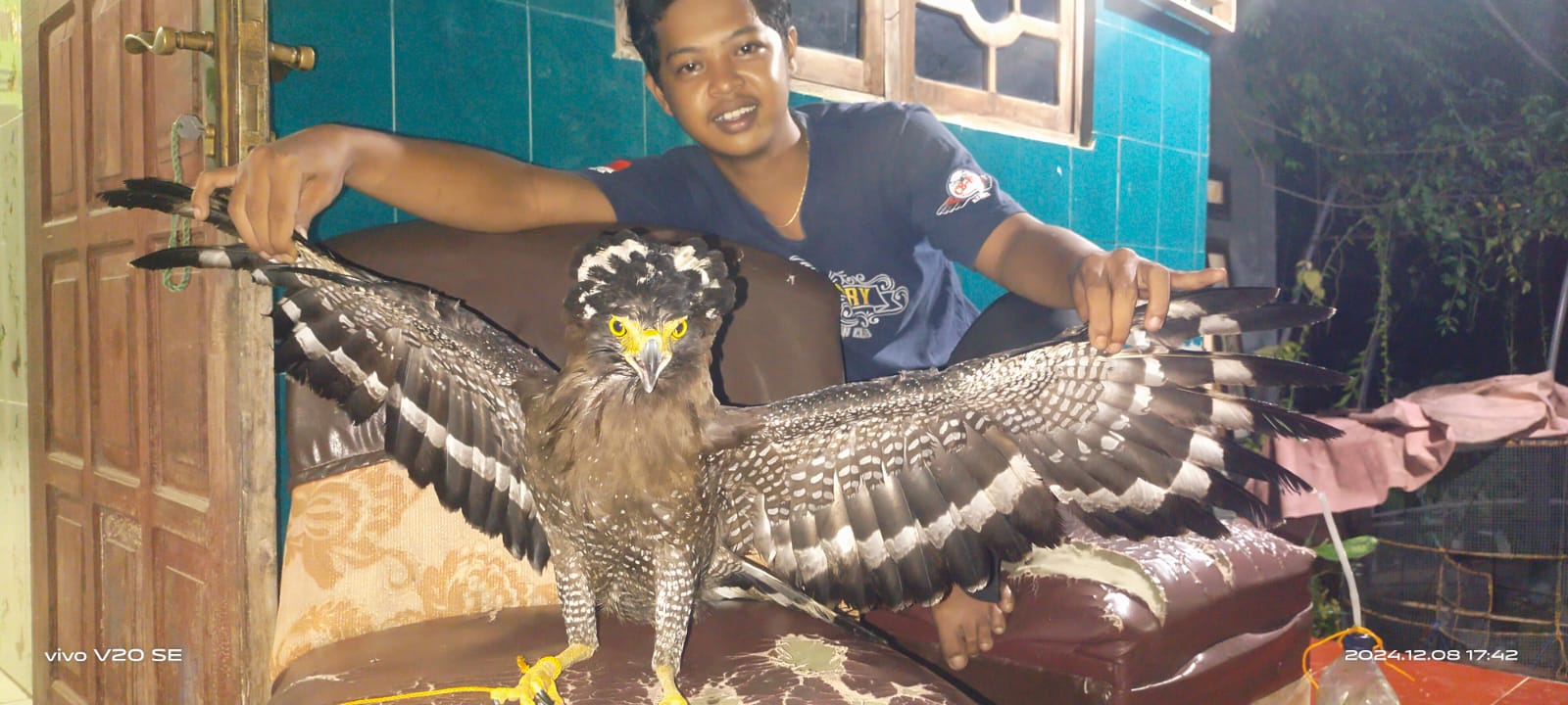 Elang Bido Terluka Usai Pertarungan, Warga Serahkan ke BKSDA