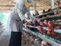 Populasi Ternak Kabupaten Kediri Terjaga, Pasokan Aman hingga Akhir Tahun