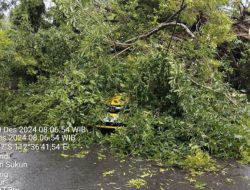 Dua Mobil Tertimpa Pohon Tumbang di Malang, Beruntung Tidak Ada Korban Jiwa