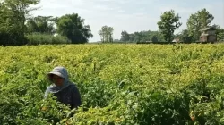 Harga Cabai di Kediri Naik Jelang Natal dan Tahun Baru, Sentuh Rp 25.000 per Kilogram