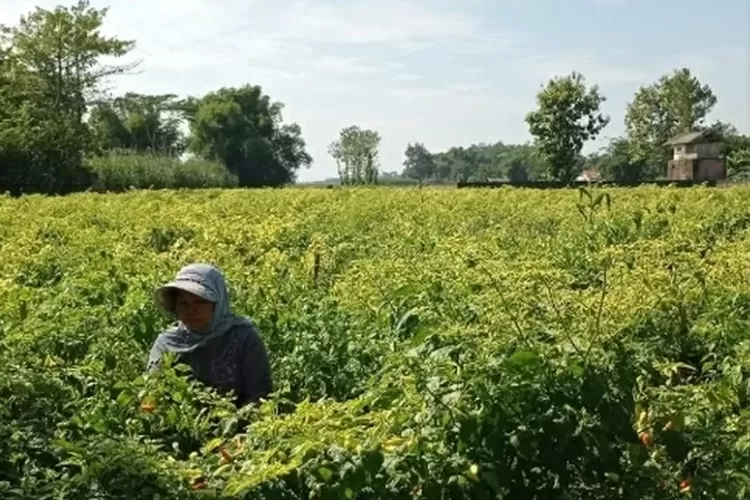 Harga Cabai di Kediri Naik Jelang Natal dan Tahun Baru, Sentuh Rp 25.000 per Kilogram