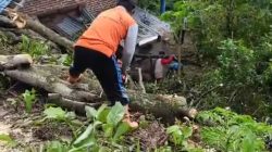 Pohon Tumbang Timpa Rumah Lansia Penyintas Stroke di Grogol