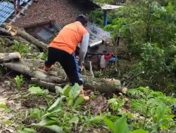 Pohon Tumbang Timpa Rumah Lansia Penyintas Stroke di Grogol