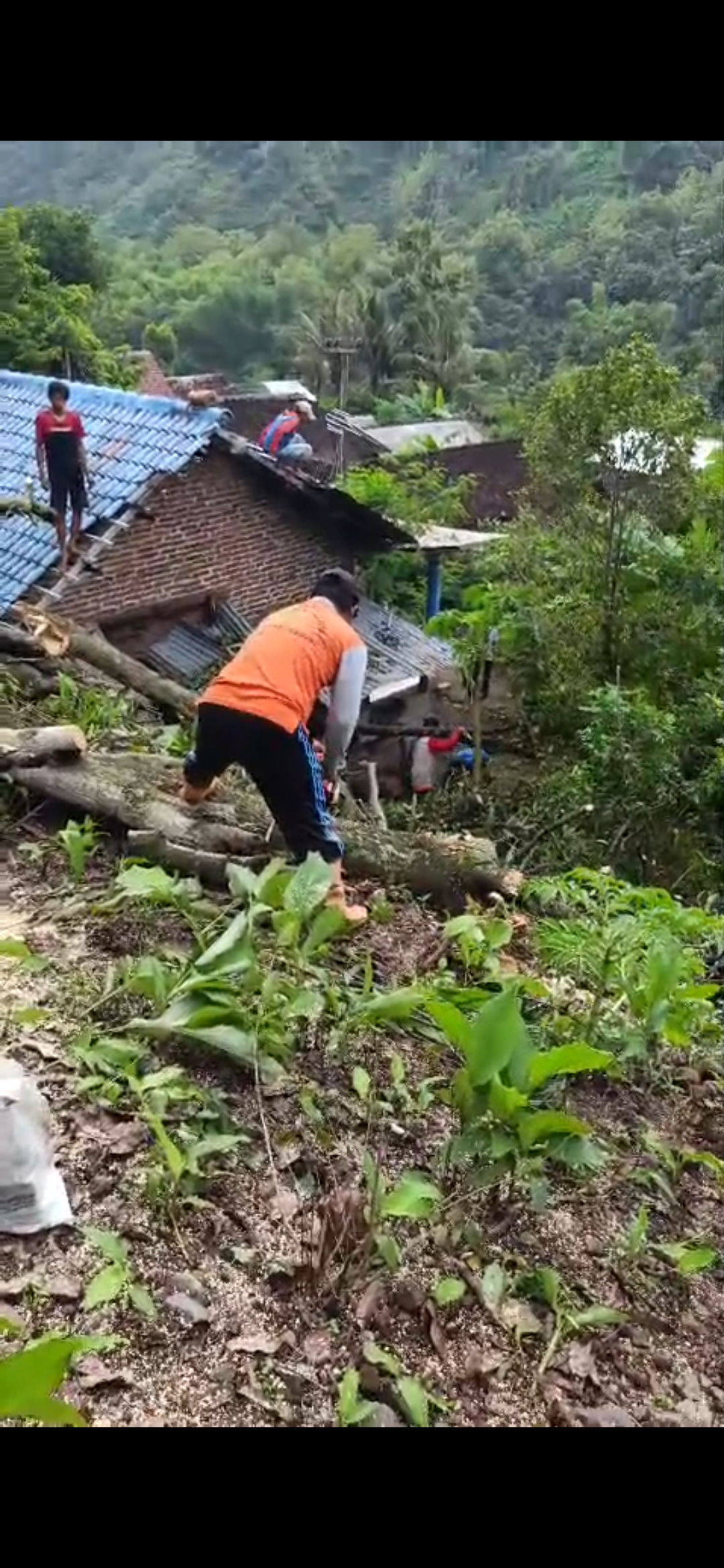 Pohon Tumbang Timpa Rumah Lansia Penyintas Stroke di Grogol