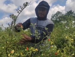 Harga Cabai Meroket, Petani di Blitar Raup Rp 5 Juta Sekali Panen