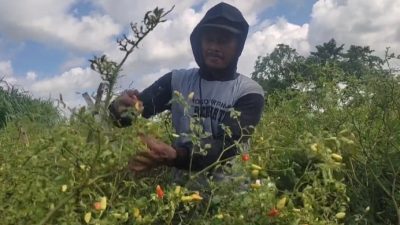 Harga Cabai Meroket, Petani di Blitar Raup Rp 5 Juta Sekali Panen