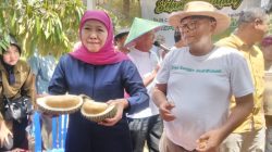 Kunjungi Blitar, Gubernur Jawa Timur Terpilih Khofifah Cicipi Blackthorn, Durian Sultan di Kebun Srengat