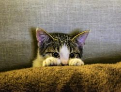6 Cara Mudah Atasi Kucing Pilek yang Dijamin Ampuh Banget!