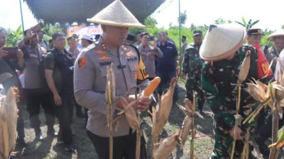 Panen Jagung, Wujud Ketahanan Pangan dan Sinergi Polisi dan Petani