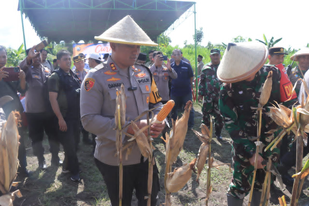 Panen Jagung, Wujud Ketahanan Pangan dan Sinergi Polisi dan Petani