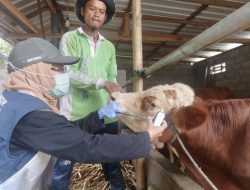 Tujuh Kelurahan Jadi Sasaran Virus PMK, DKPP Blitar Intensifkan Vaksinasi