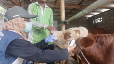 Tujuh Kelurahan Jadi Sasaran Virus PMK, DKPP Blitar Intensifkan Vaksinasi