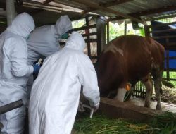 Antisipasi Penyebaran PMK, Kota Batu Rencanakan Pembatasan Lalu Lintas Hewan Ternak