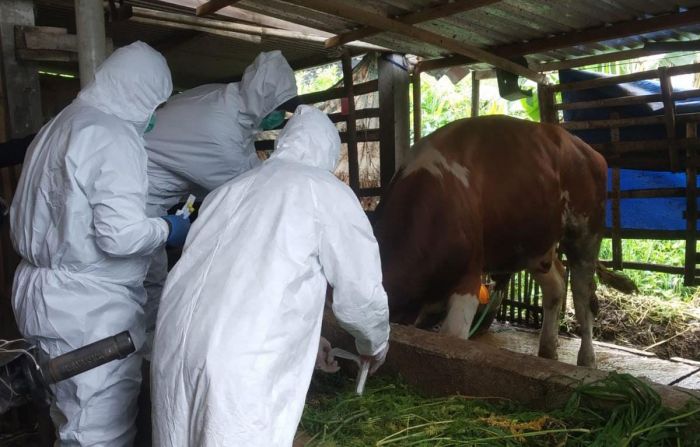 PMK Kembali Menyerang, 3 Sapi di Kota Batu Terdeteksi Terinfeksi