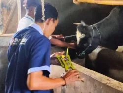 Pemasangan Eartag untuk Sapi di Kabupaten Kediri yang Sudah Divaksin dan Sehat