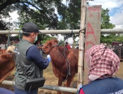 Dampak PMK Merebak, Harga Sapi Turun, Sapi Masuk di Pasar Tak Lebih dari 500 Ekor