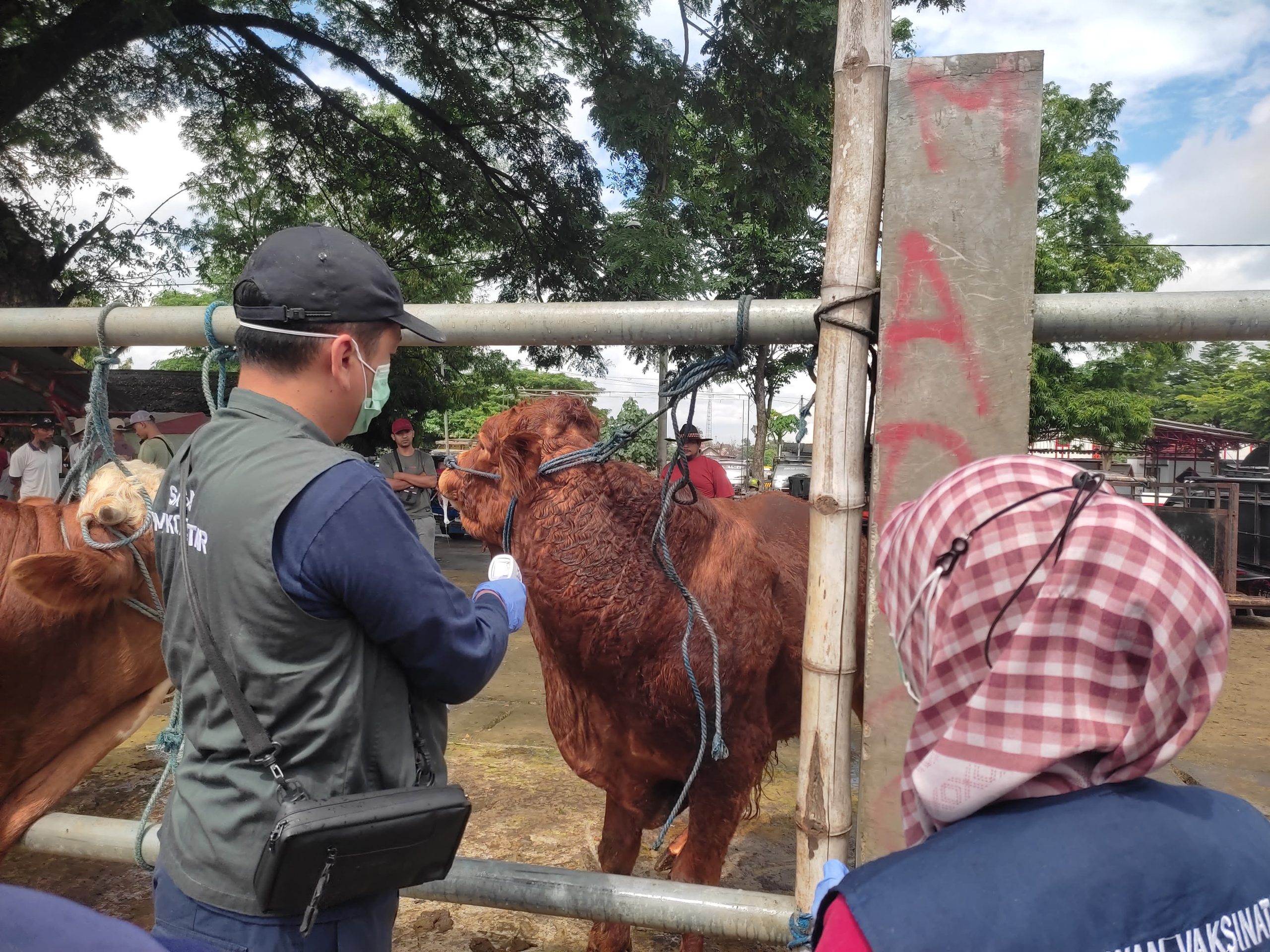 Dampak PMK Merebak, Harga Sapi Turun, Sapi Masuk di Pasar Tak Lebih dari 500 Ekor