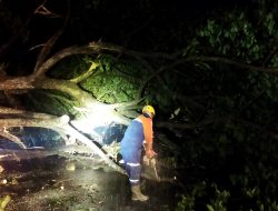 Angin Kencang di Karangrejo, Pohon Tumbang Rusak Mobil dan Tutup Jalan