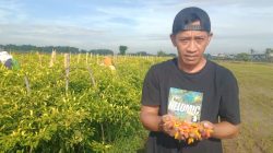 Fenomena Lonjakan Harga Cabai, Keuntungan di Tengah Tantangan Cuaca